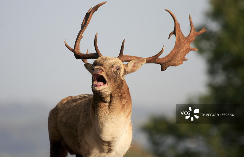 英国诺尔公园的梅花鹿图片素材