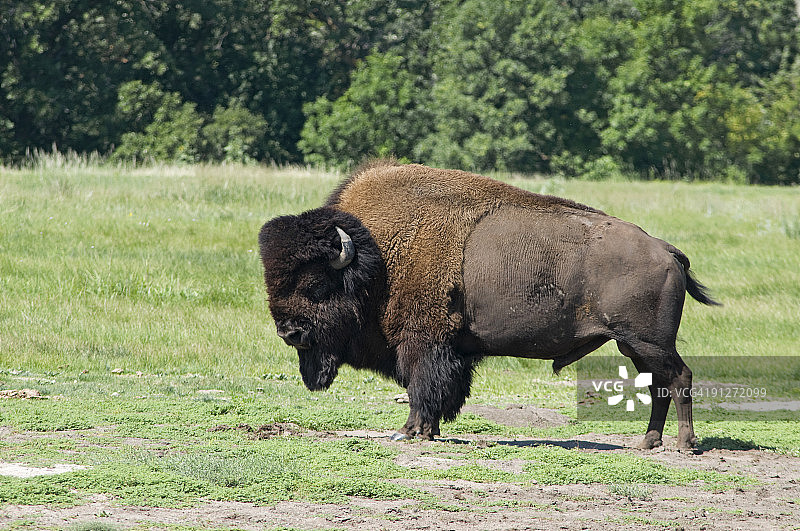 美洲野牛图片素材