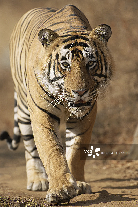 正在接近的孟加拉虎（Panthera tigris tigris）图片素材