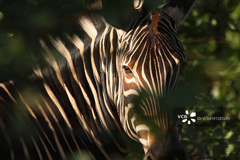 布氏斑马（Equus Burchellii）特写，位于南非林波波省克鲁格国家公园图片素材