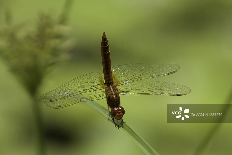 蜻蜓栖息在植物上图片素材