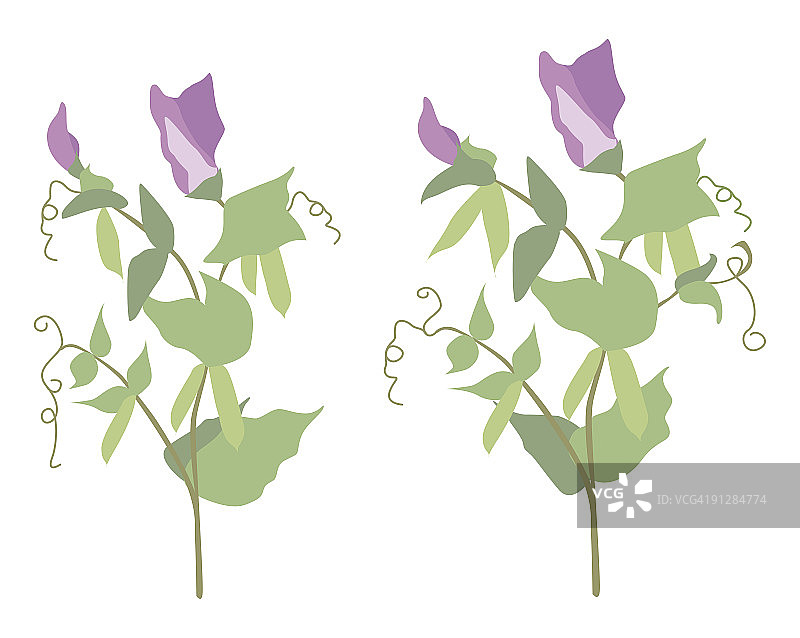 开花的豌豆植物数字插画图片素材