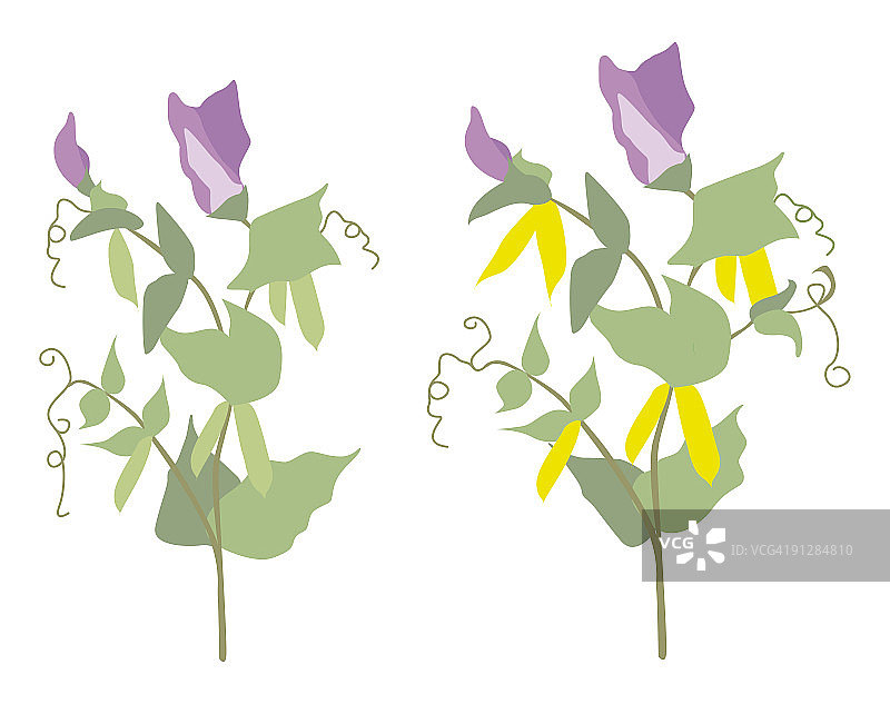 带成熟和未成熟豌豆荚的开花豌豆植物数字插画图片素材