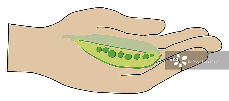 手掌中的成熟豌豆荚数字插画图片素材