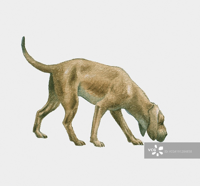 寻血猎犬嗅地面插画图片素材