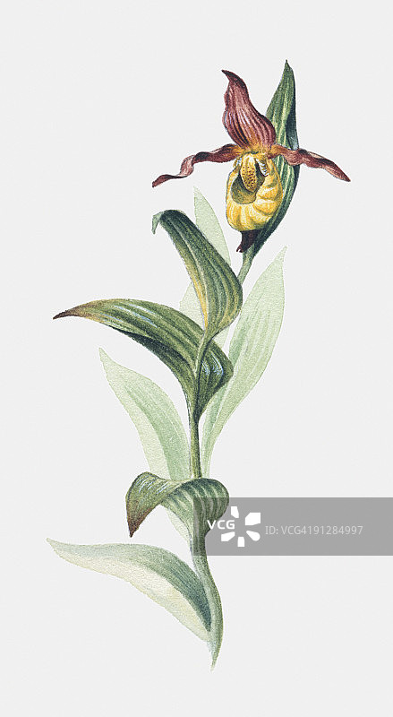 勺兰（Cypripedium pubescens）的数字插图图片素材