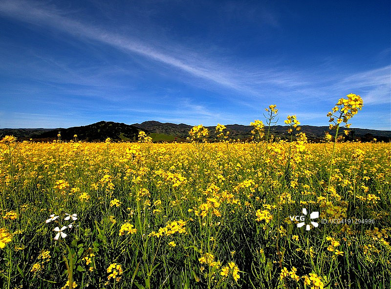 油菜花田图片素材