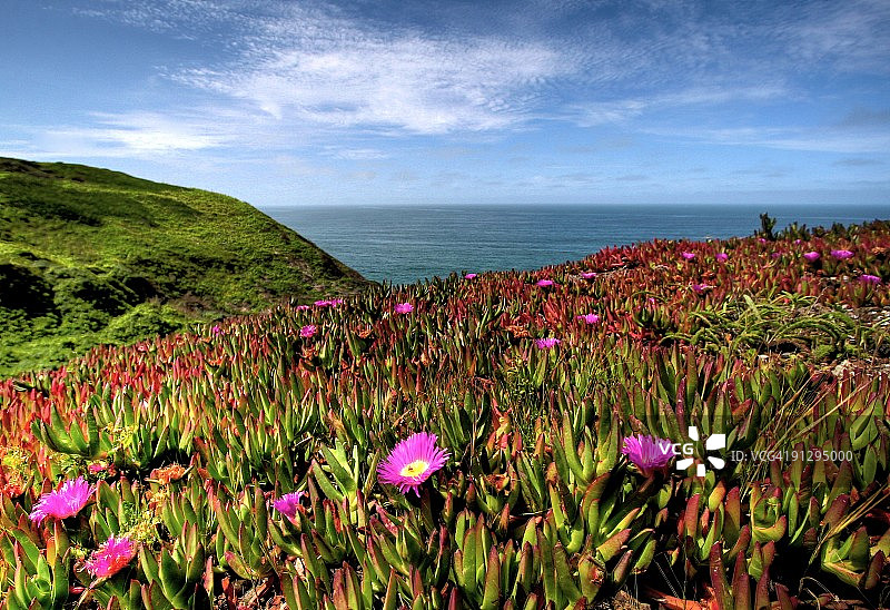 冰叶日中花山图片素材