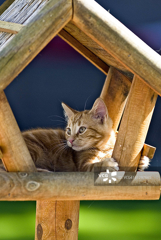 姜黄猫在喂鸟台上图片素材