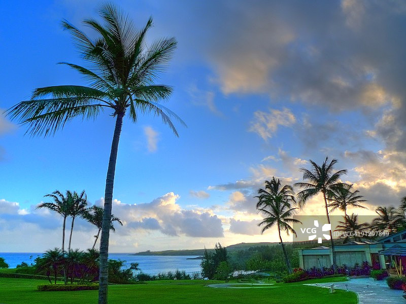 天堂里的棕榈树图片素材