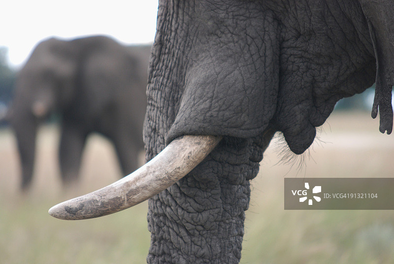 大象牙齿特写图片素材