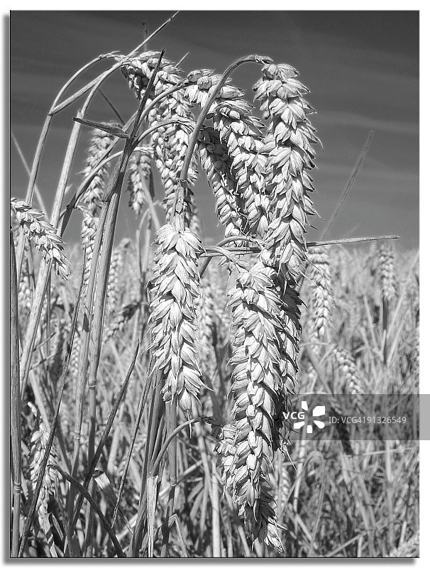 小麦图片素材
