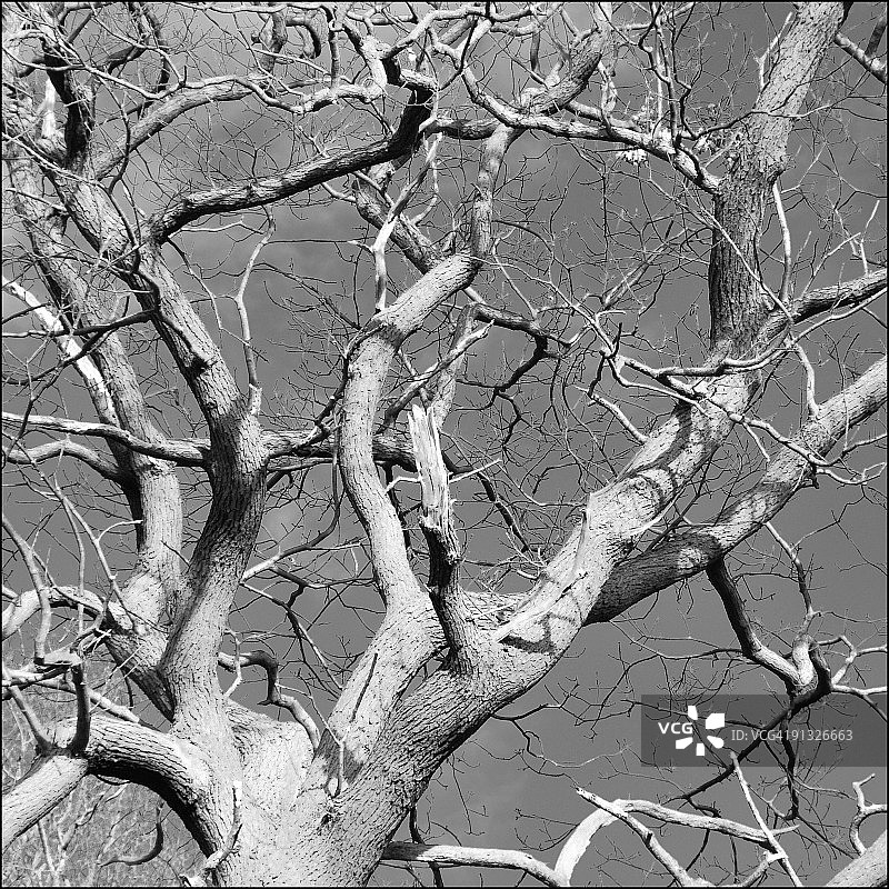 冬日橡树图片素材