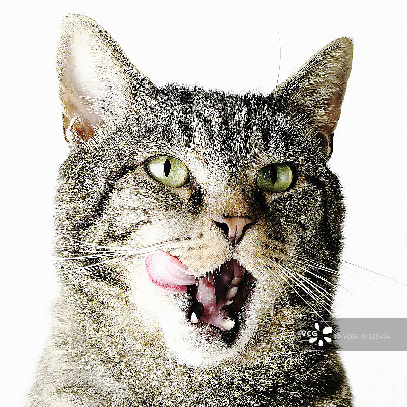 虎斑猫的近距离肖像图片素材