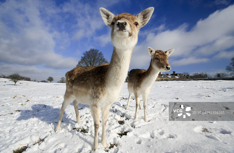好奇的鹿图片素材