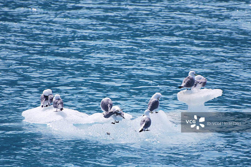 三趾鸥图片素材