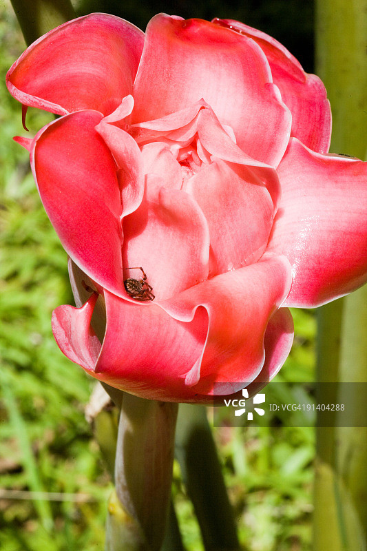 热带花丛中的蜘蛛先生图片素材