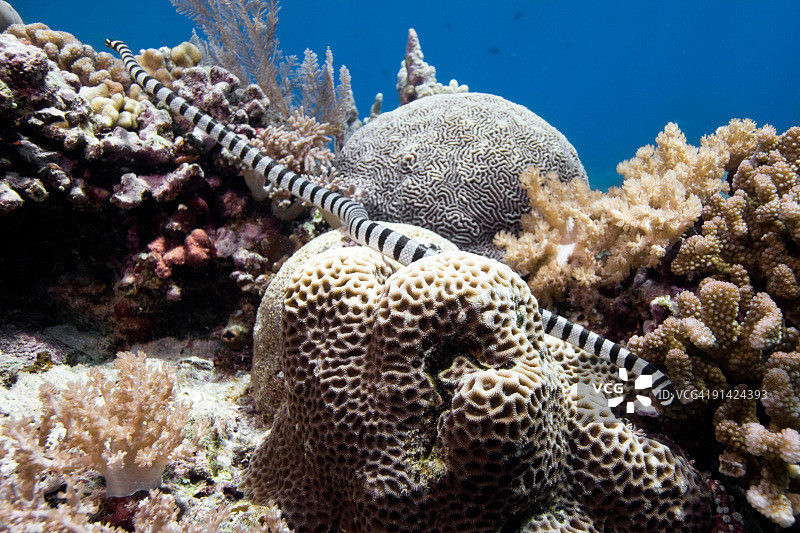 布纳肯岛珊瑚礁上的带纹海蛇图片素材