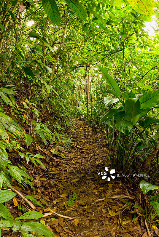 热带雨林中的小路图片素材