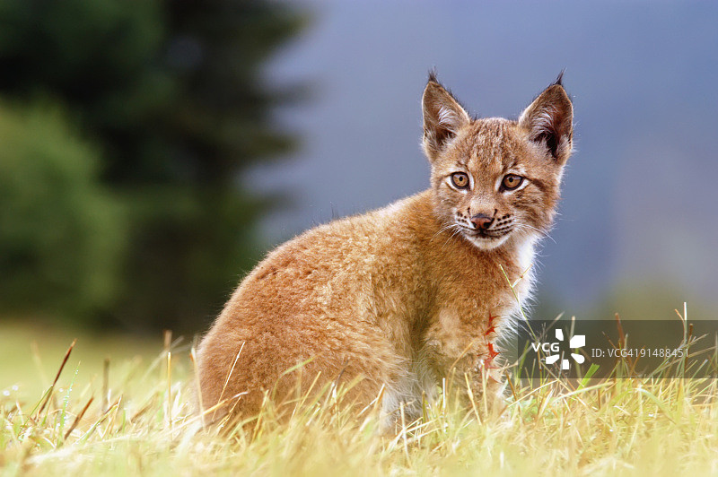 小猞猁图片素材
