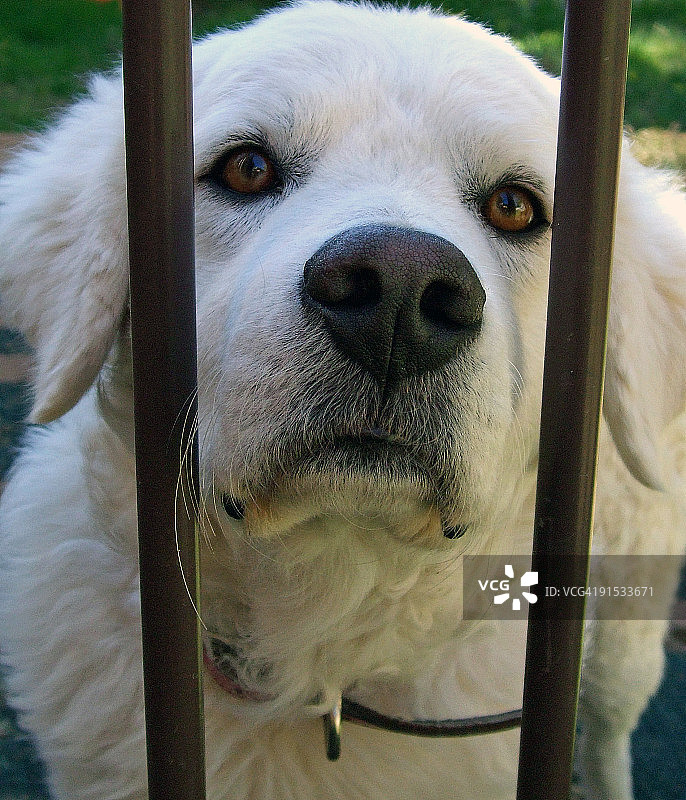 栅栏后面的玛瑞玛犬图片素材