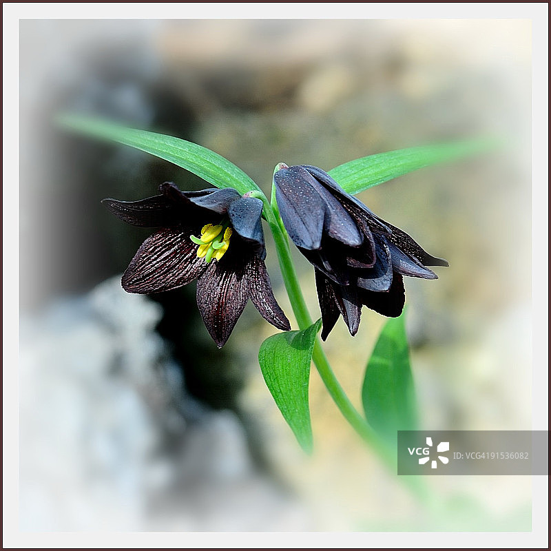 黑色百合花图片素材