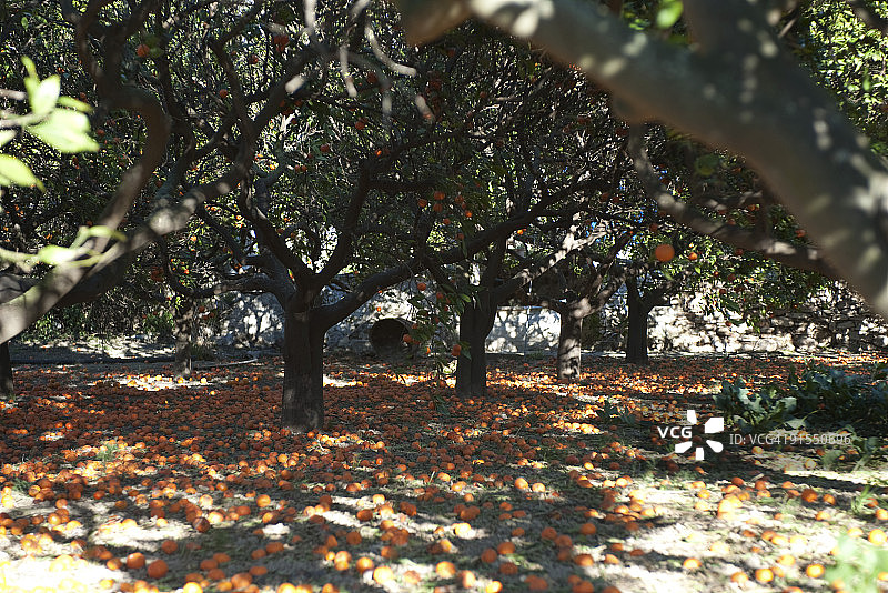 橘子树上结满果实，地面散落腐烂的果实图片素材