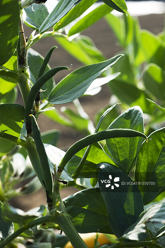 蚕豆植株特写图片素材