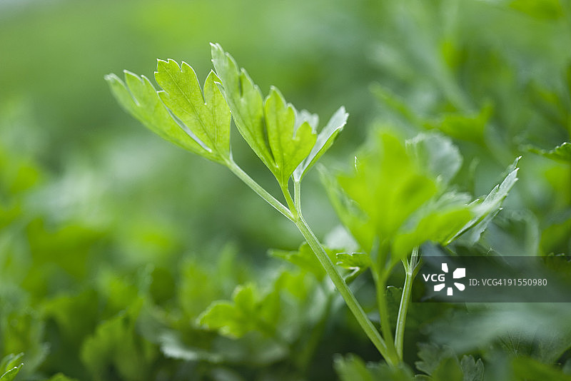 生长中的平叶欧芹，特写图片素材
