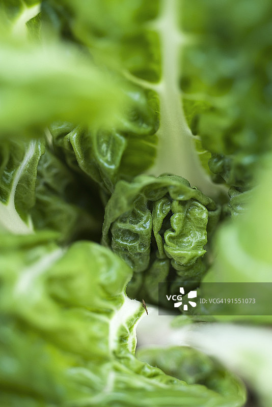 莙荙菜特写图片素材