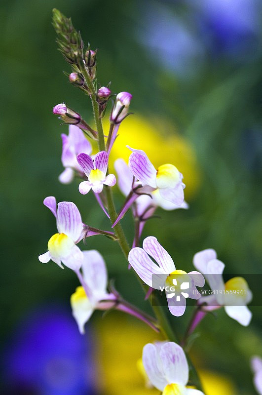 摩洛哥亚麻荠花图片素材