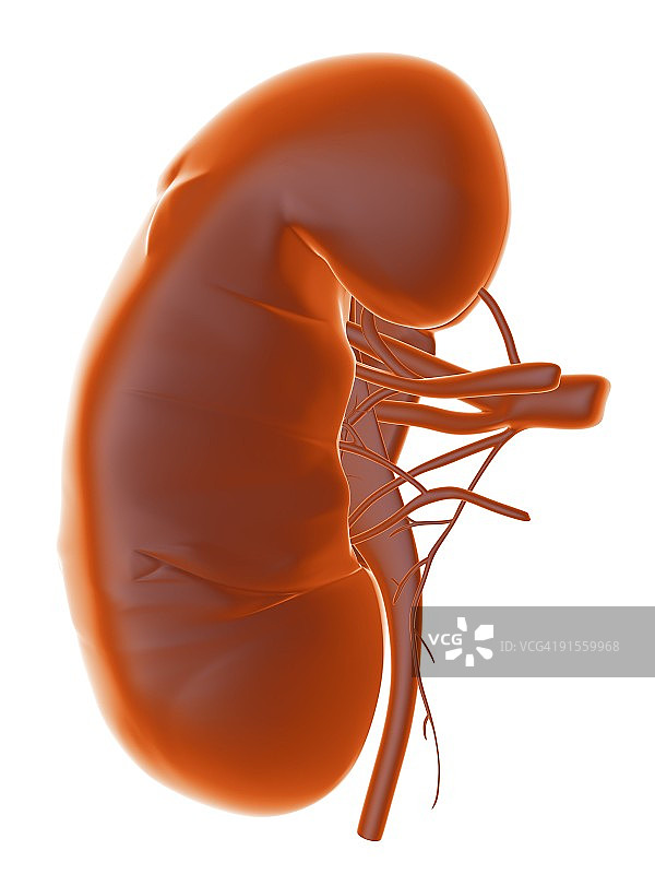 肾脏图片素材