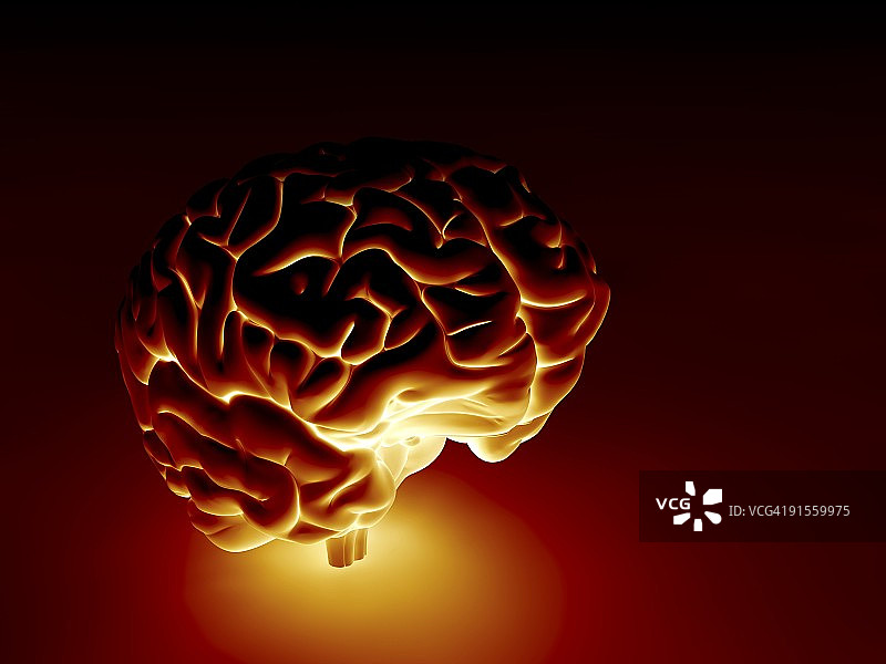 人类的大脑图片素材