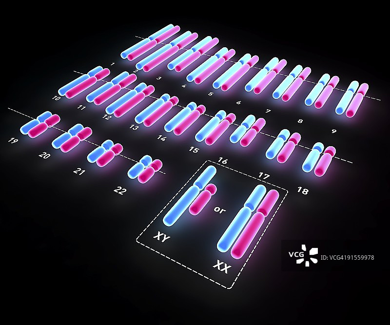 人类核型图片素材