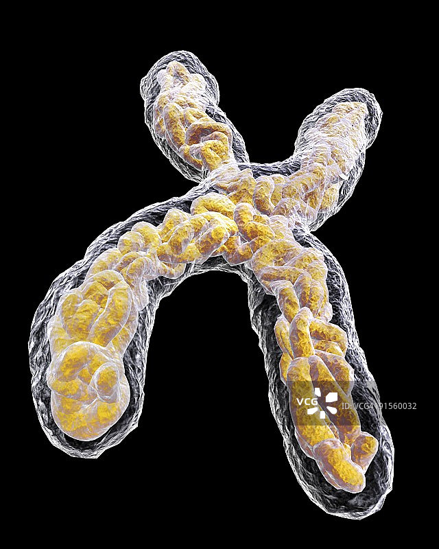 染色体图片素材