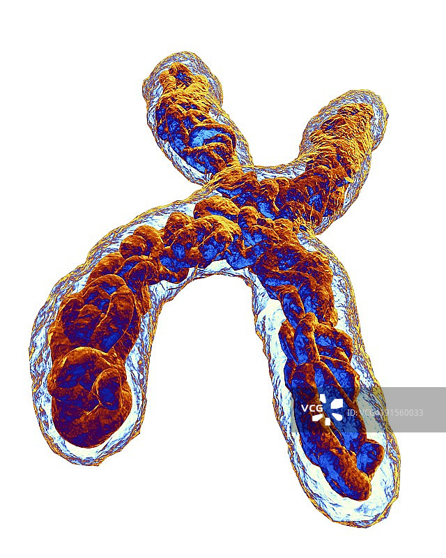 染色体图片素材