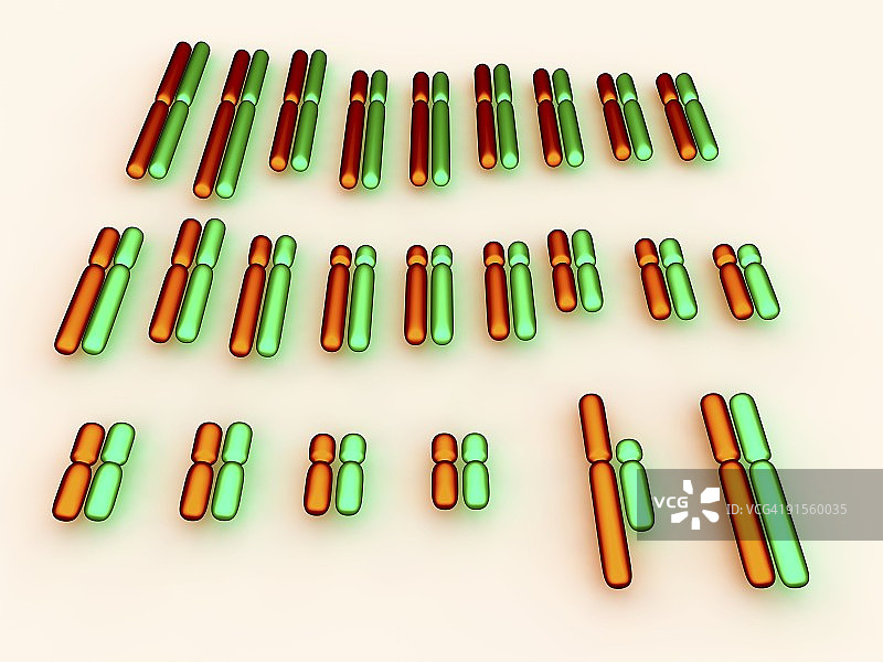 人类核型图片素材