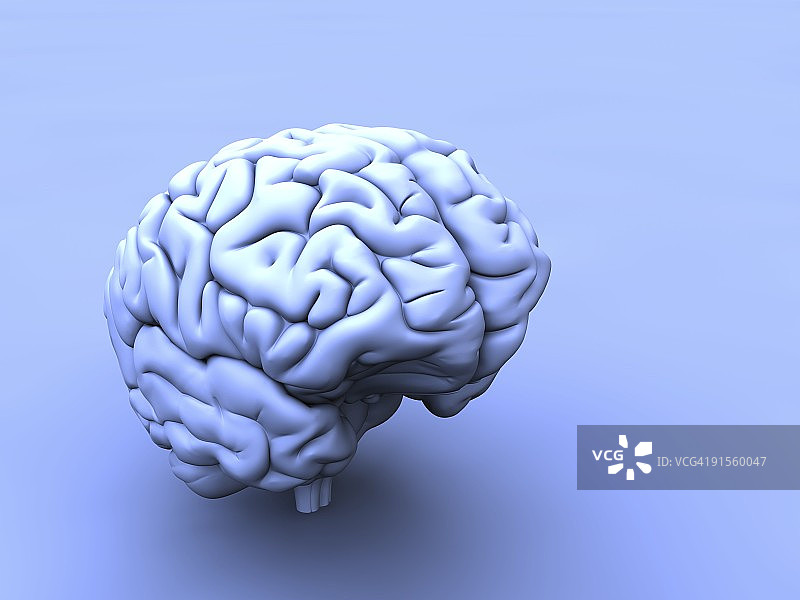 人类的大脑图片素材