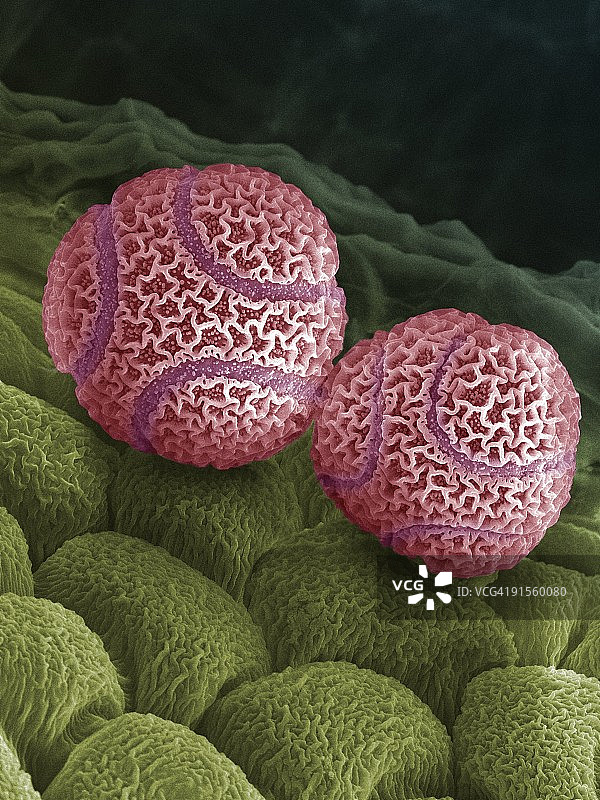 西番莲花粉图片素材