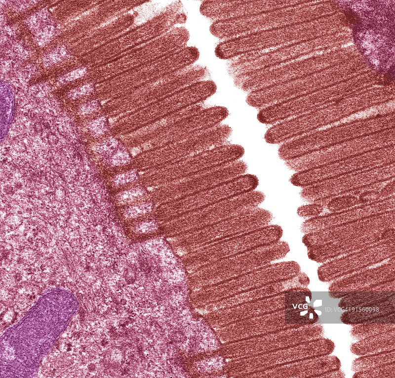 肠道微绒毛图片素材