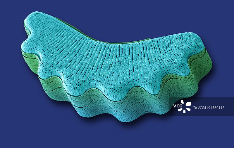 硅藻，彩色扫描电子显微照片 (SEM)图片素材