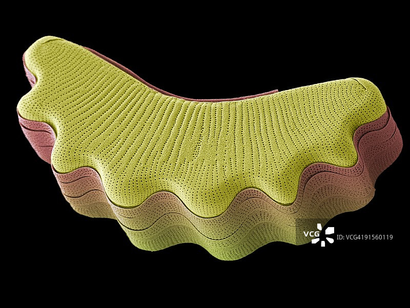 硅藻，彩色扫描电子显微照片 (SEM)图片素材