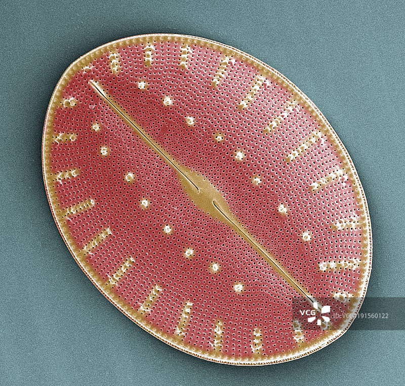 硅藻彩色扫描电子显微照片图片素材