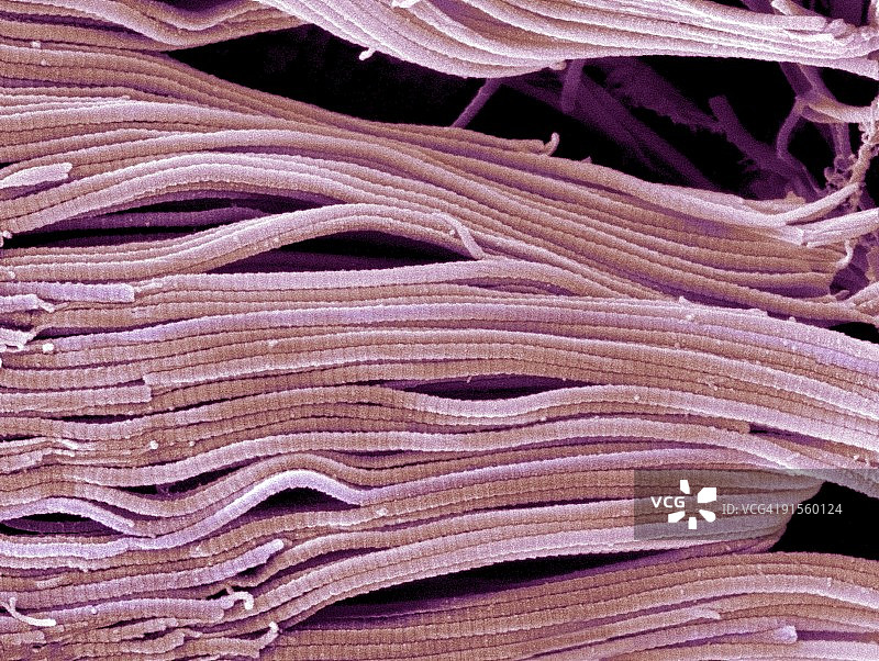 胶原蛋白，扫描电子显微照片(SEM)图片素材
