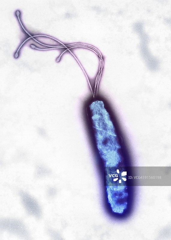 幽门螺杆菌彩色透射电子显微照片图片素材