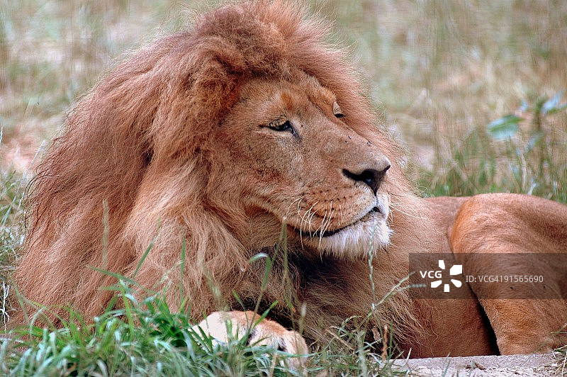 维斯普雷姆动物园图片素材