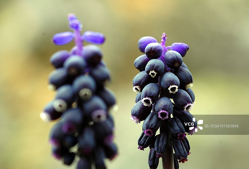 蓝壶花图片素材