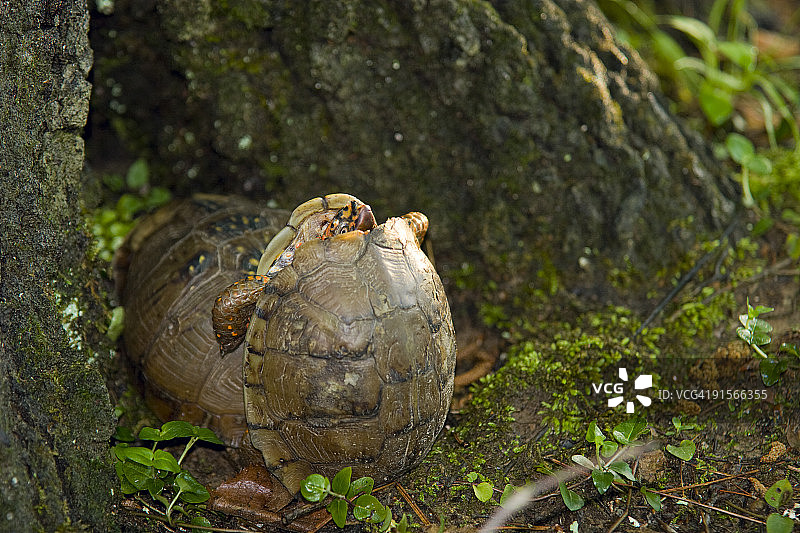 三趾箱龟交配图片素材