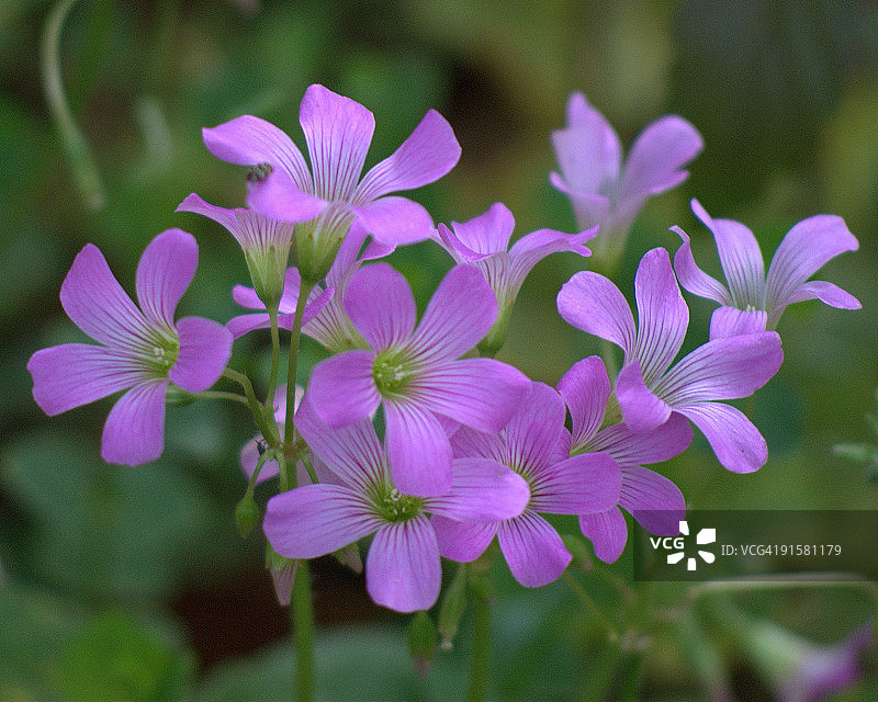 酢浆草图片素材
