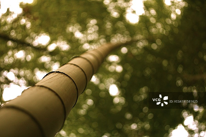 天空中的竹子散景图片素材